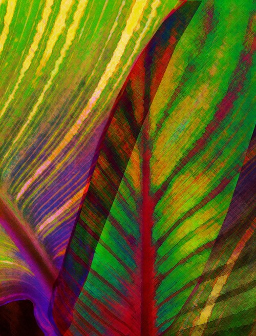 Tropical Abstract 1 21
