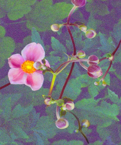Floral 2, Digital Fine Art on Archival Photo Rag 36