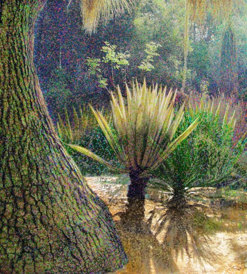 Elephant Foot Tree and Succulents, Digital Fine Art Printed on Archival Photo Rag, 40