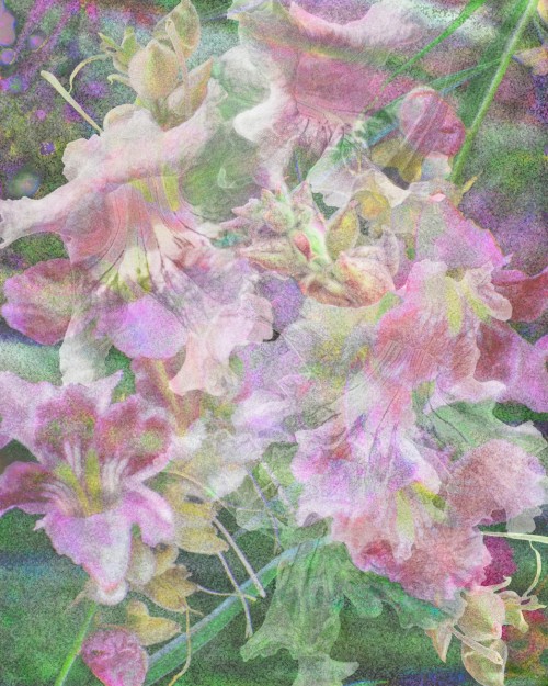 Floral Fantasy 2, Digital Fine Art Printed on Archival Photo Rag 40